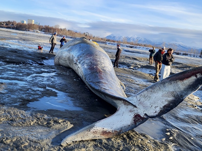 Whale washed up