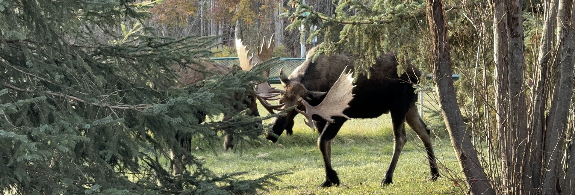 Closeup of Moose eating tree leaves