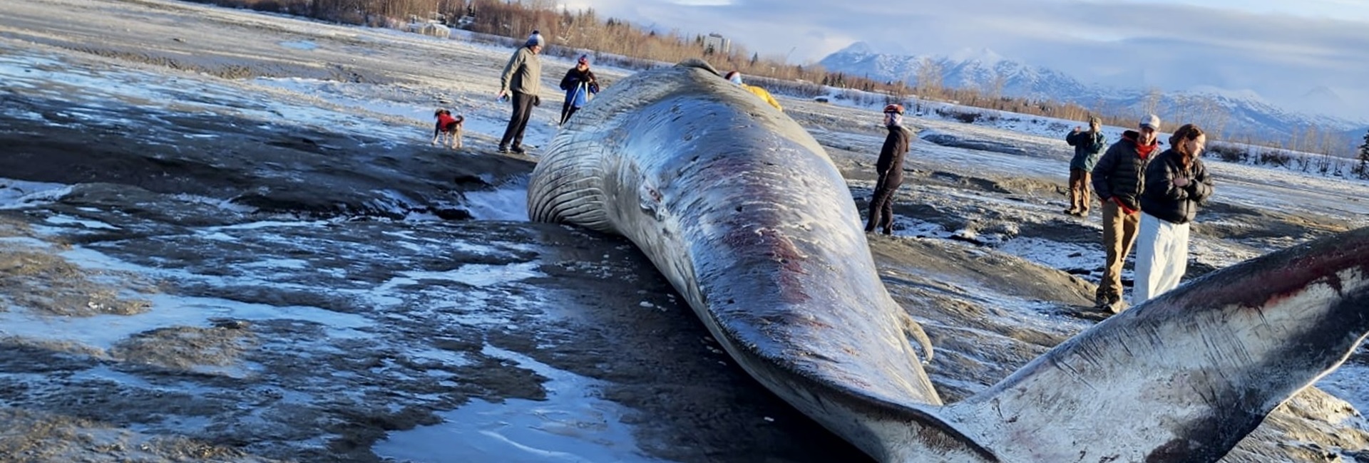 Whale washed up to shore.